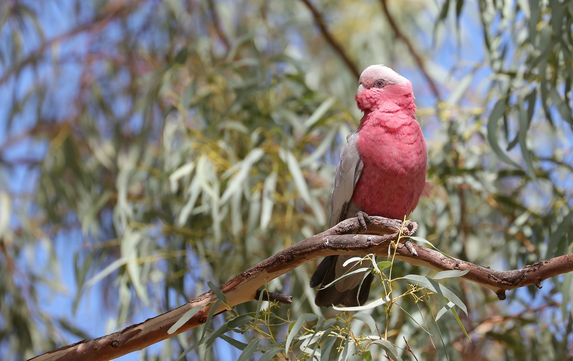 Galah - Orroroo - South Australia