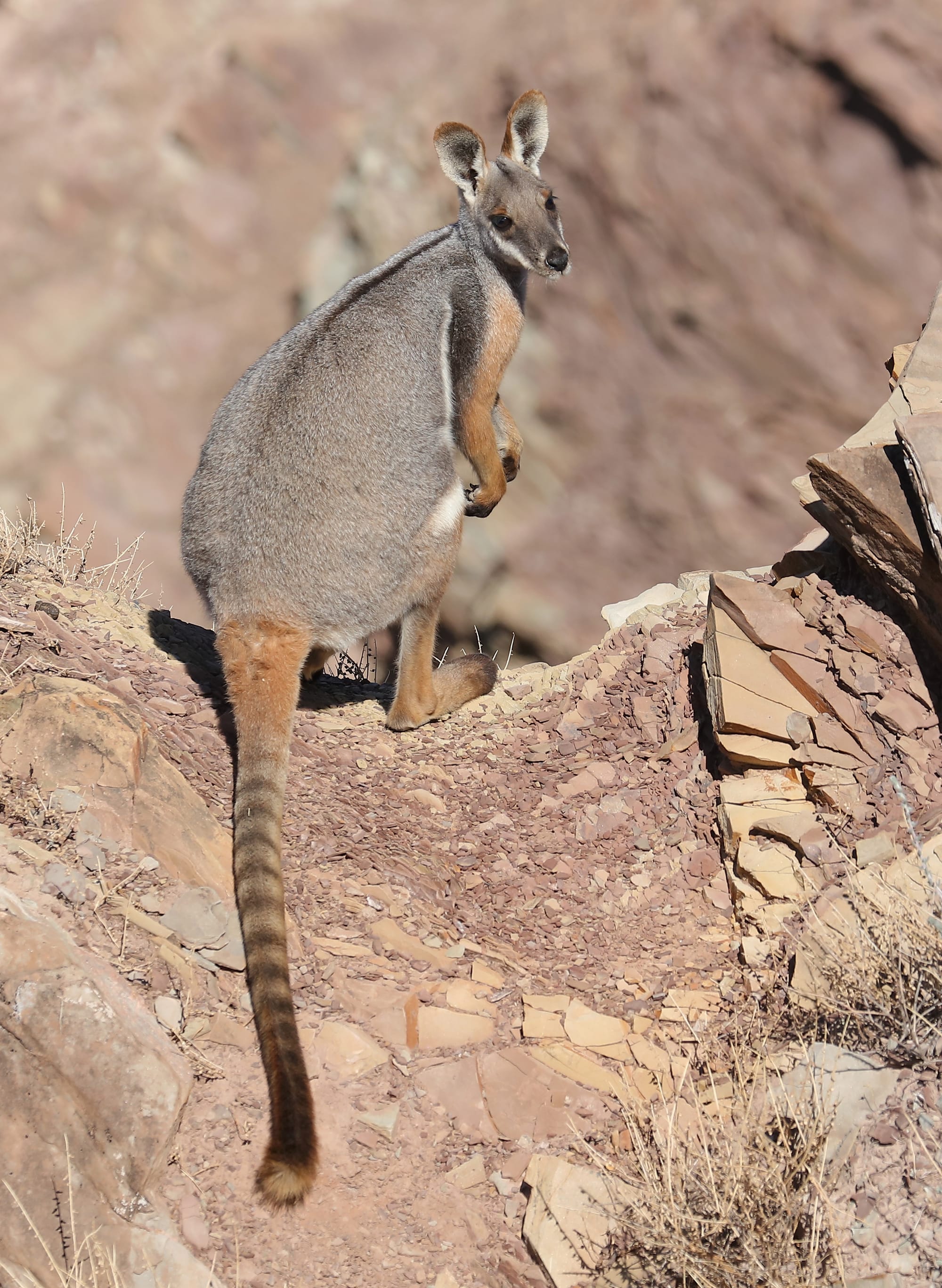 Yellow-Footed Rock-Wallaby - Brachina Gorge - Ikara–Flinders Ranges National Park - South Australia