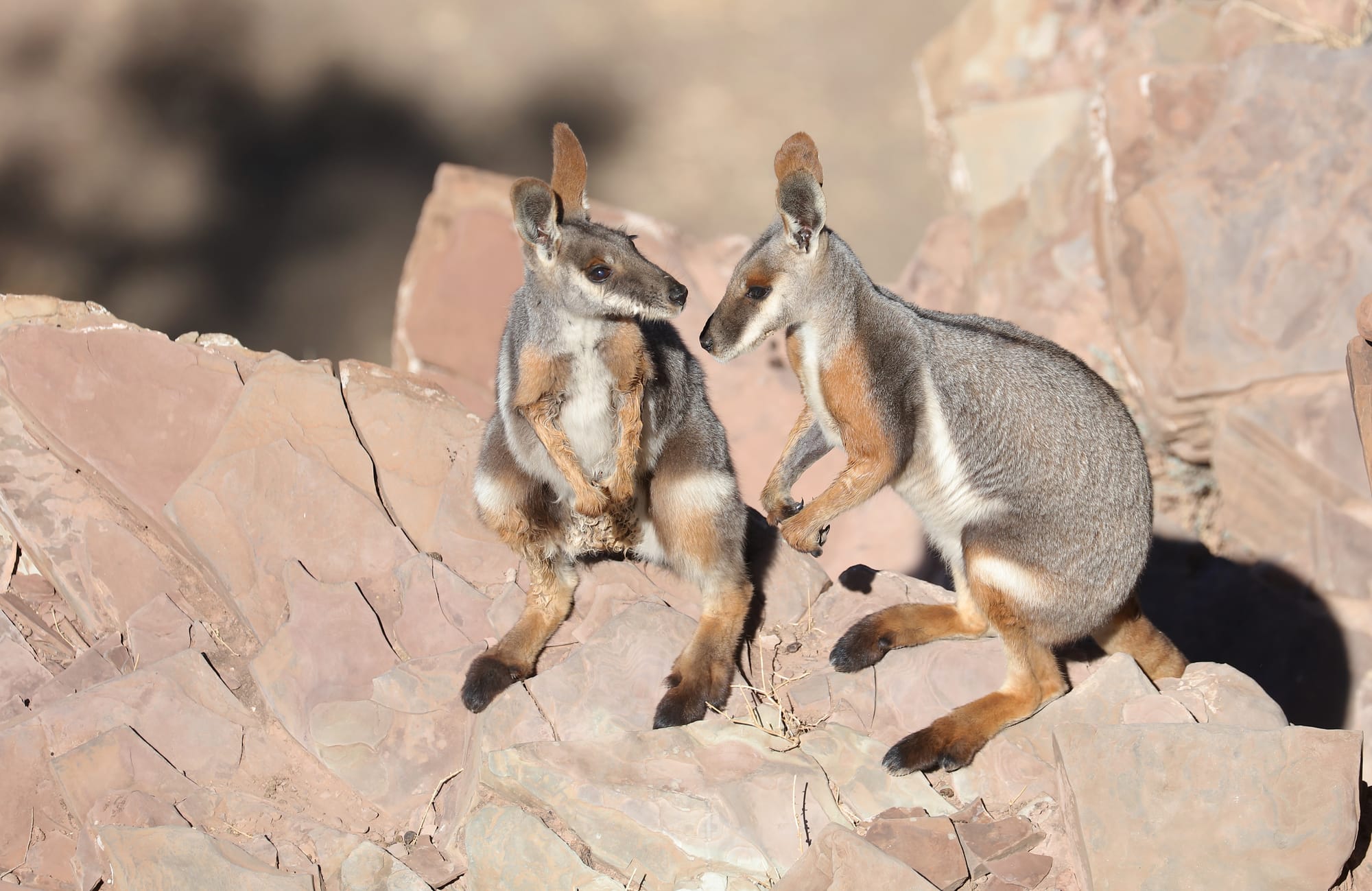 Yellow-Footed Rock-Wallaby - Brachina Gorge - Ikara–Flinders Ranges National Park - South Australia