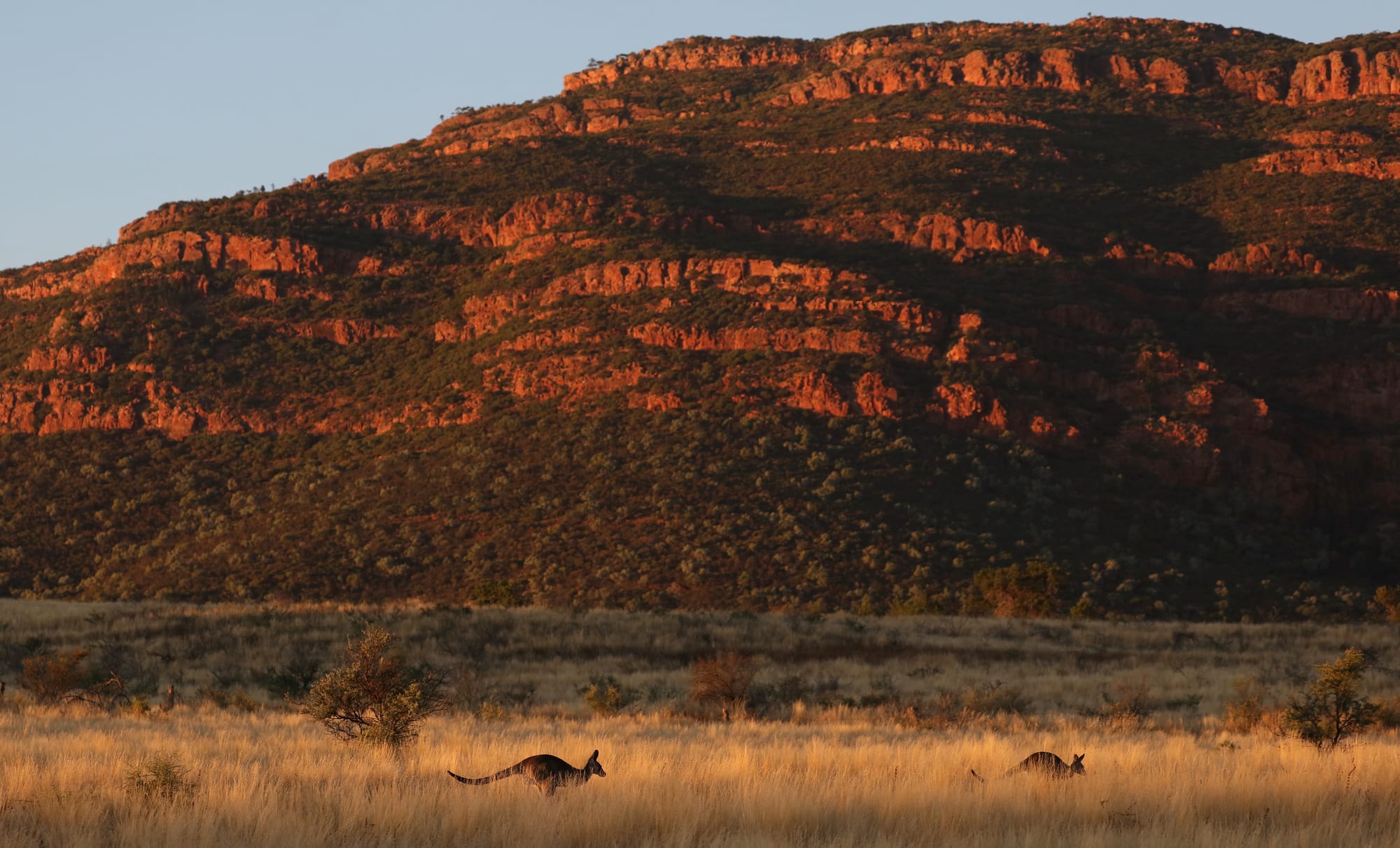 Red Kangaroo - Wilpena Pound - Ikara–Flinders Ranges National Park - South Australia