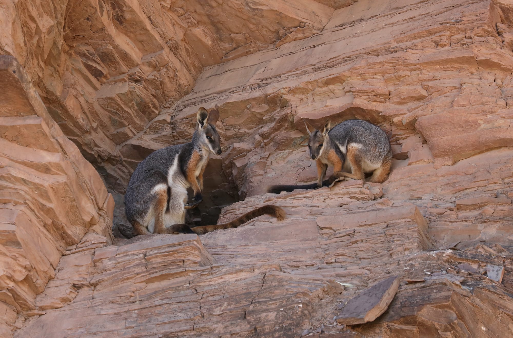 Yellow-Footed Rock-Wallaby - Brachina Gorge - Ikara–Flinders Ranges National Park - South Australia