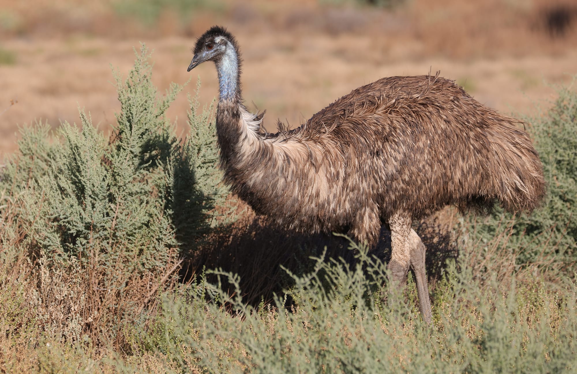 Emu - Trezona Loop Walk - Ikara–Flinders Ranges National Park - South Australia