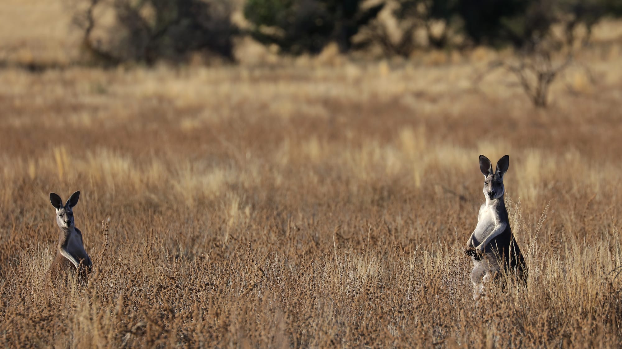 Red Kangaroo - Ikara–Flinders Ranges National Park - South Australia