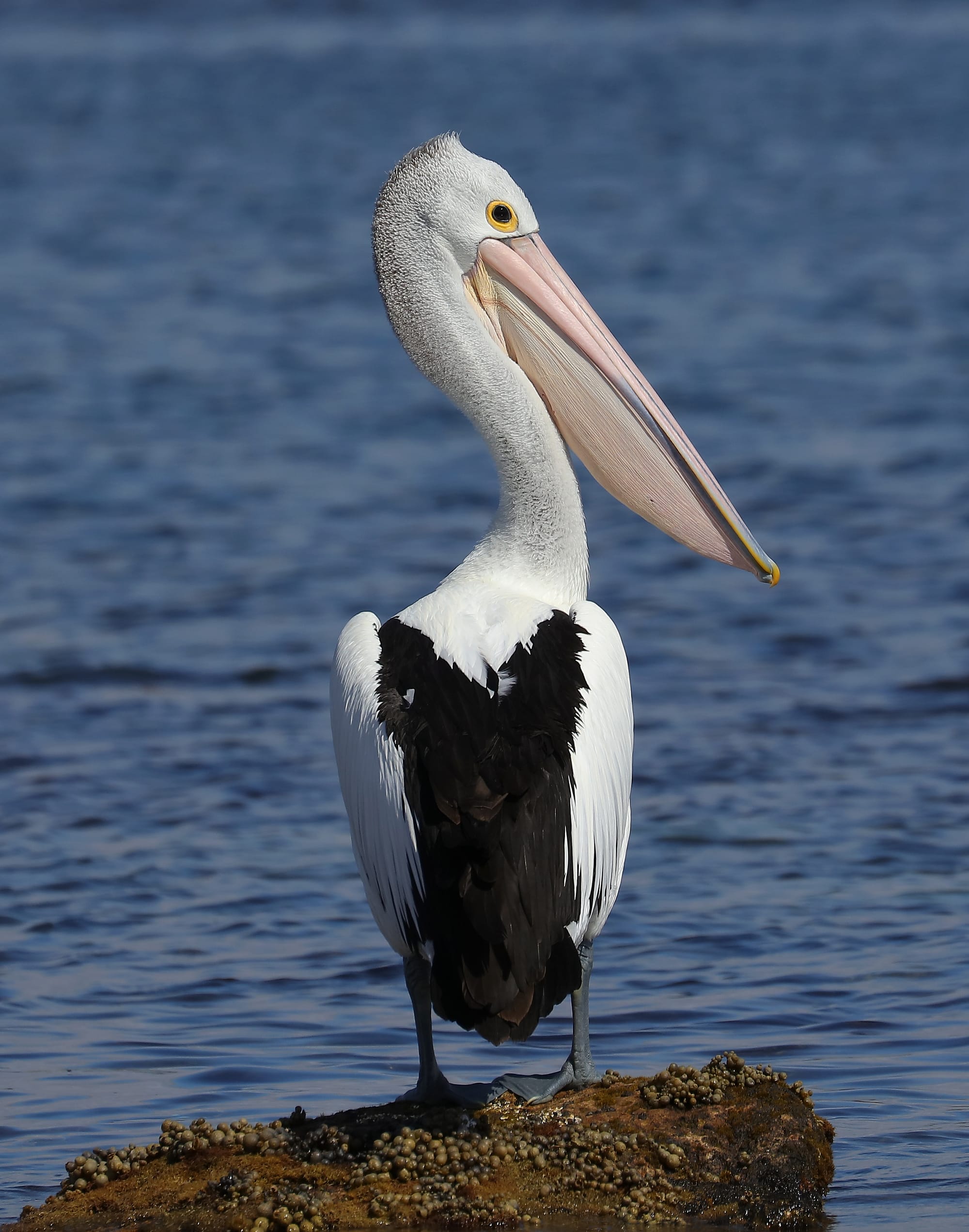 Australian Pelican - Billy Lights Point - Port Lincoln - Eyre Peninsula - South Australia