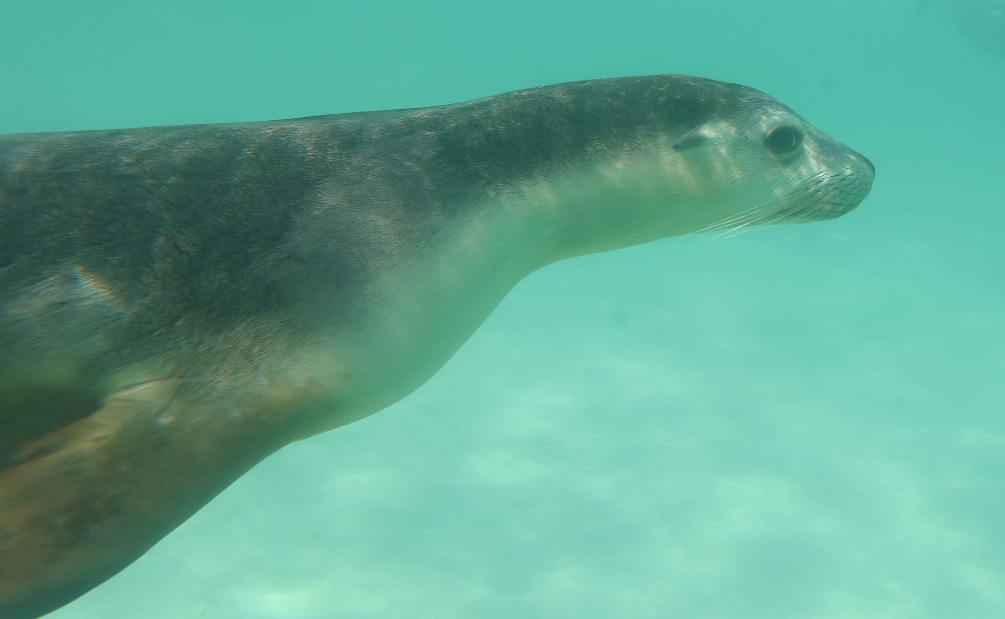 Australian Sea Lion - Memory Cove - Lincoln National Park - Eyre Peninsula - South Australia