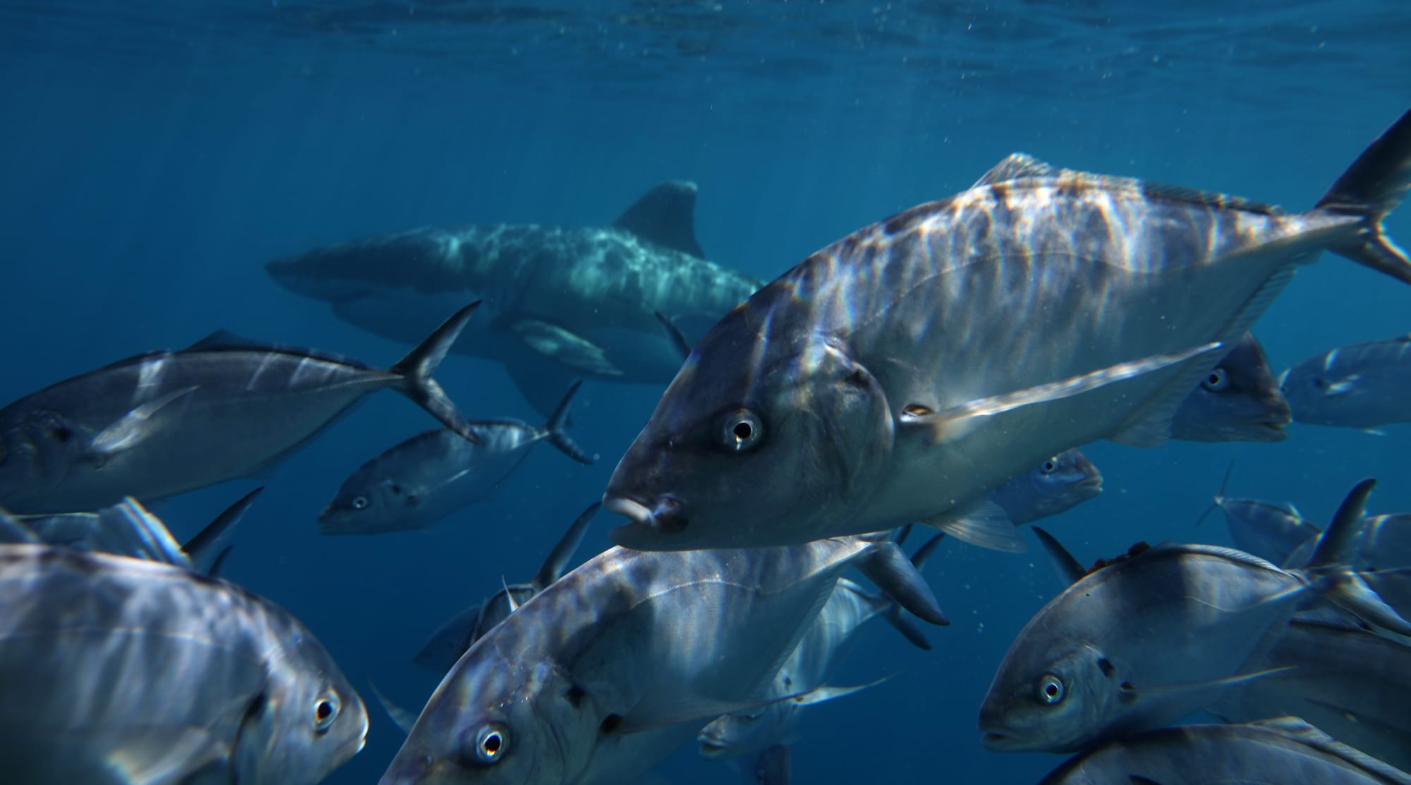 Southern Bluefin Tuna - Neptune Islands - South Australia