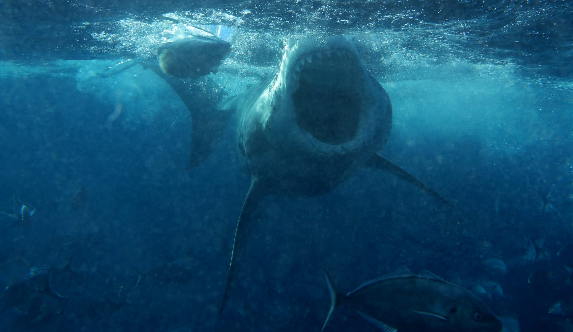 Great White Shark - Neptune Islands - South Australia