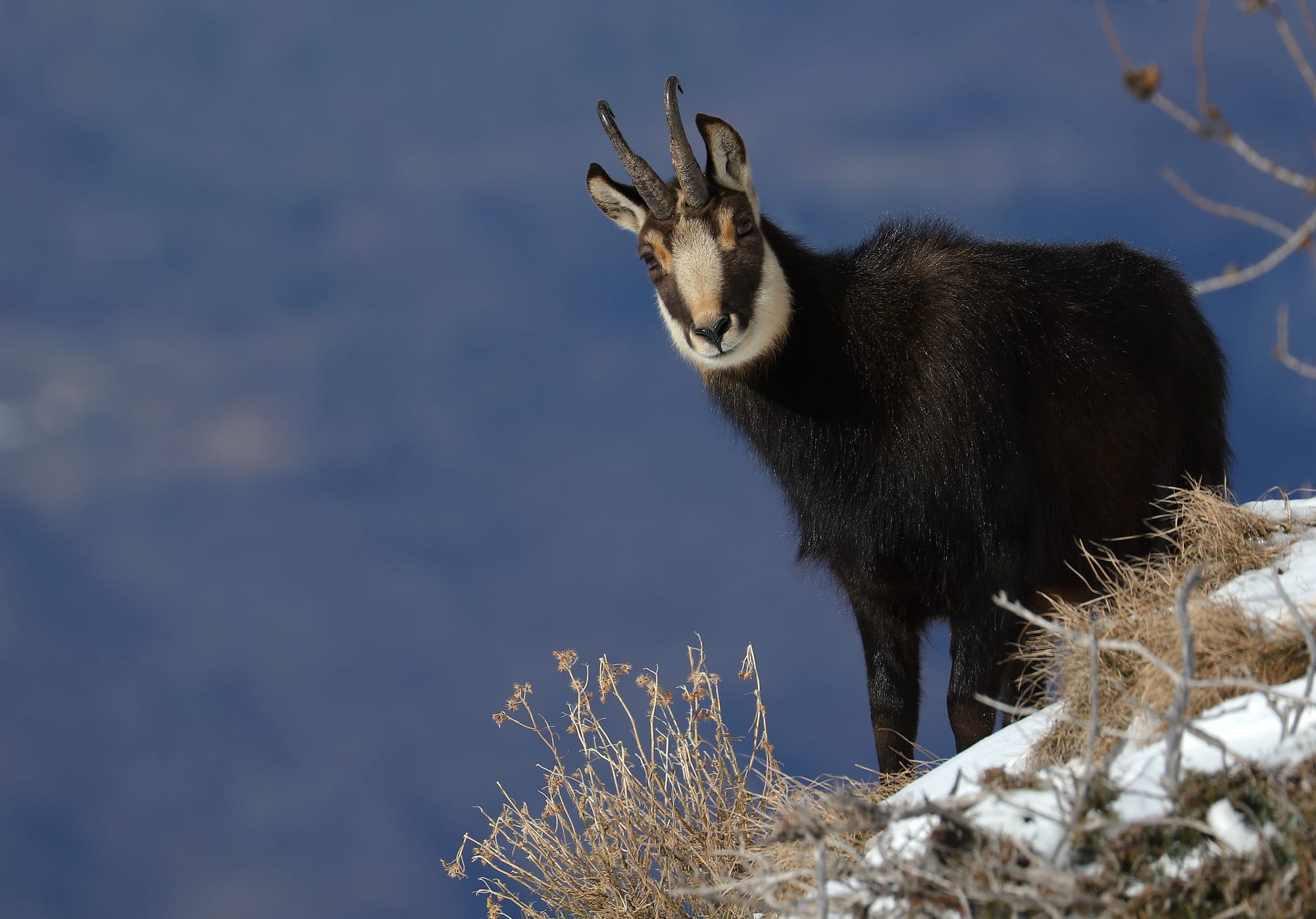 Chamois - Forcellin - Monte Baldo - Veneto