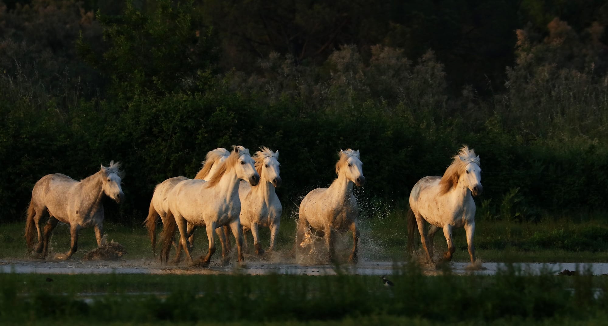 Camargue Horse - Isola della Cona - Friuli