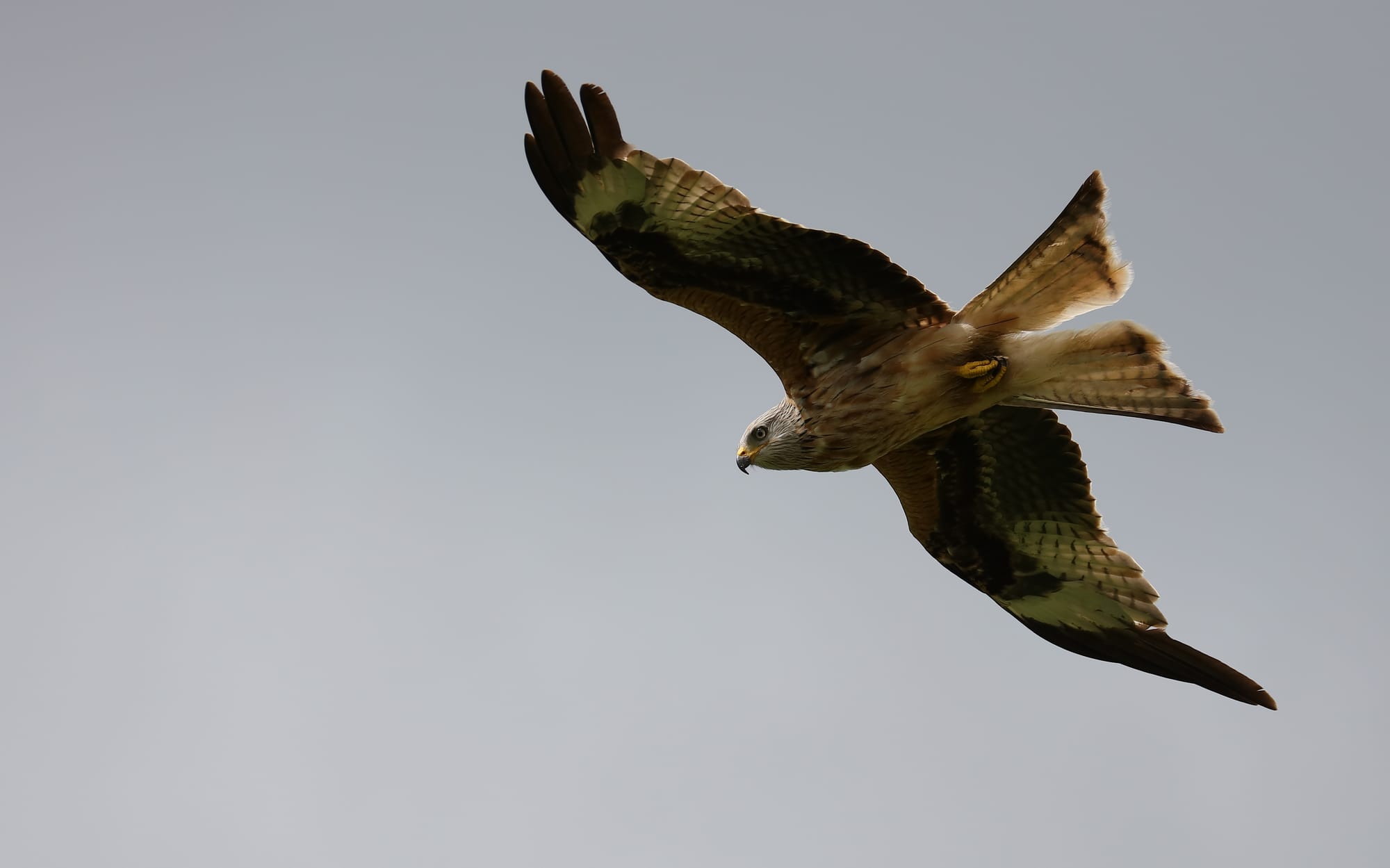 Red Kite - Dumfries and Galloway - Scotland