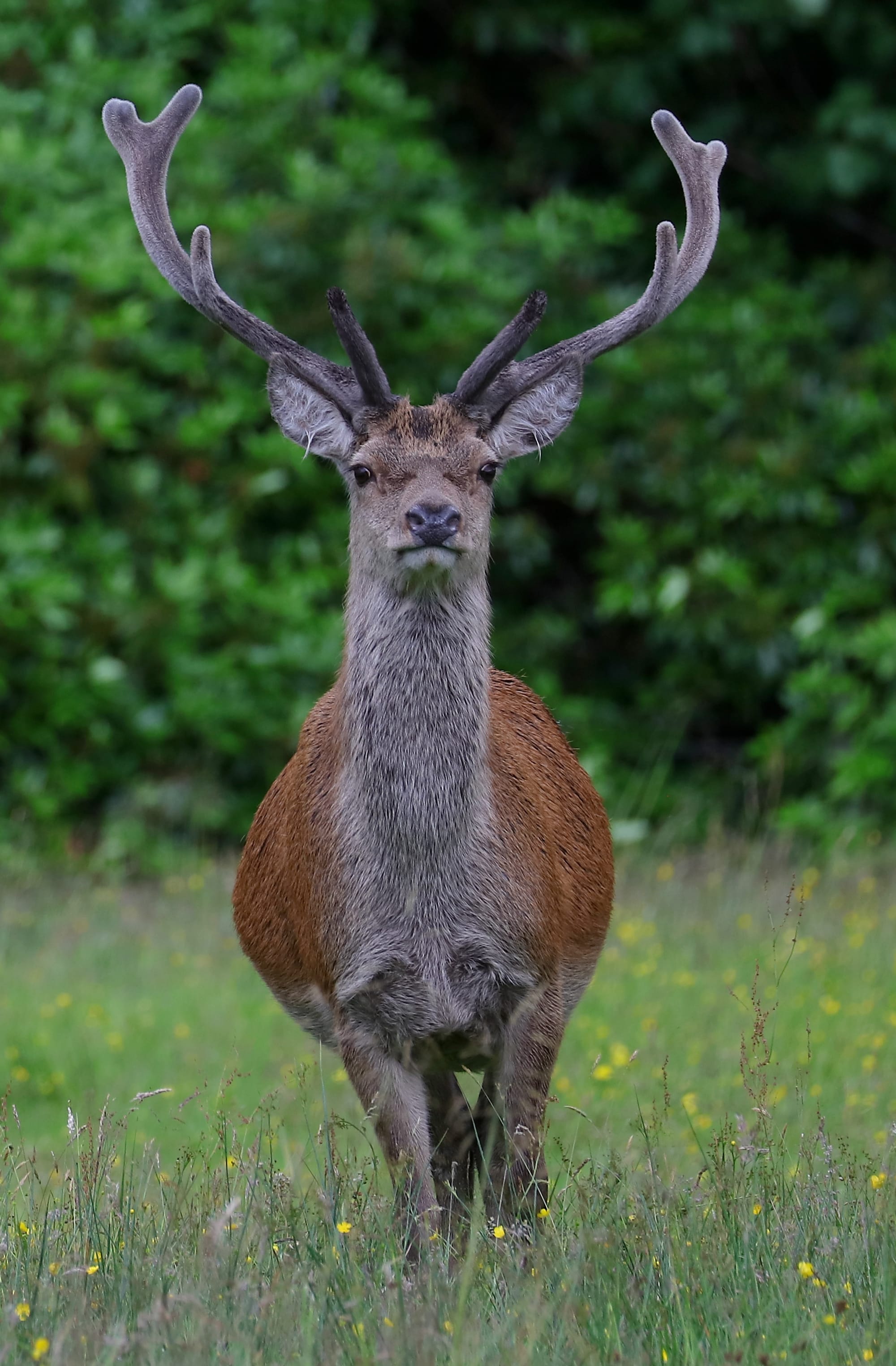 Red Deer - Invercharnan - Scotland