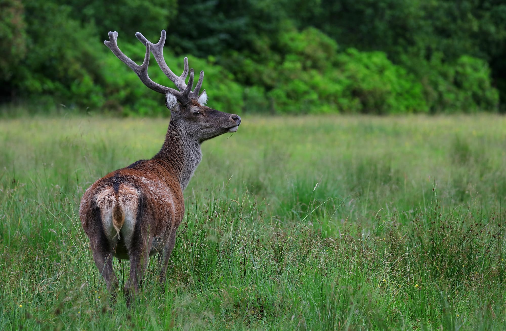 Red Deer - Invercharnan - Scotland