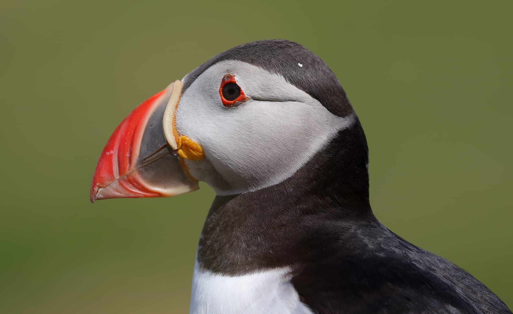 Atlantic Puffin - Treshnish Isles - Lunga - Scotland