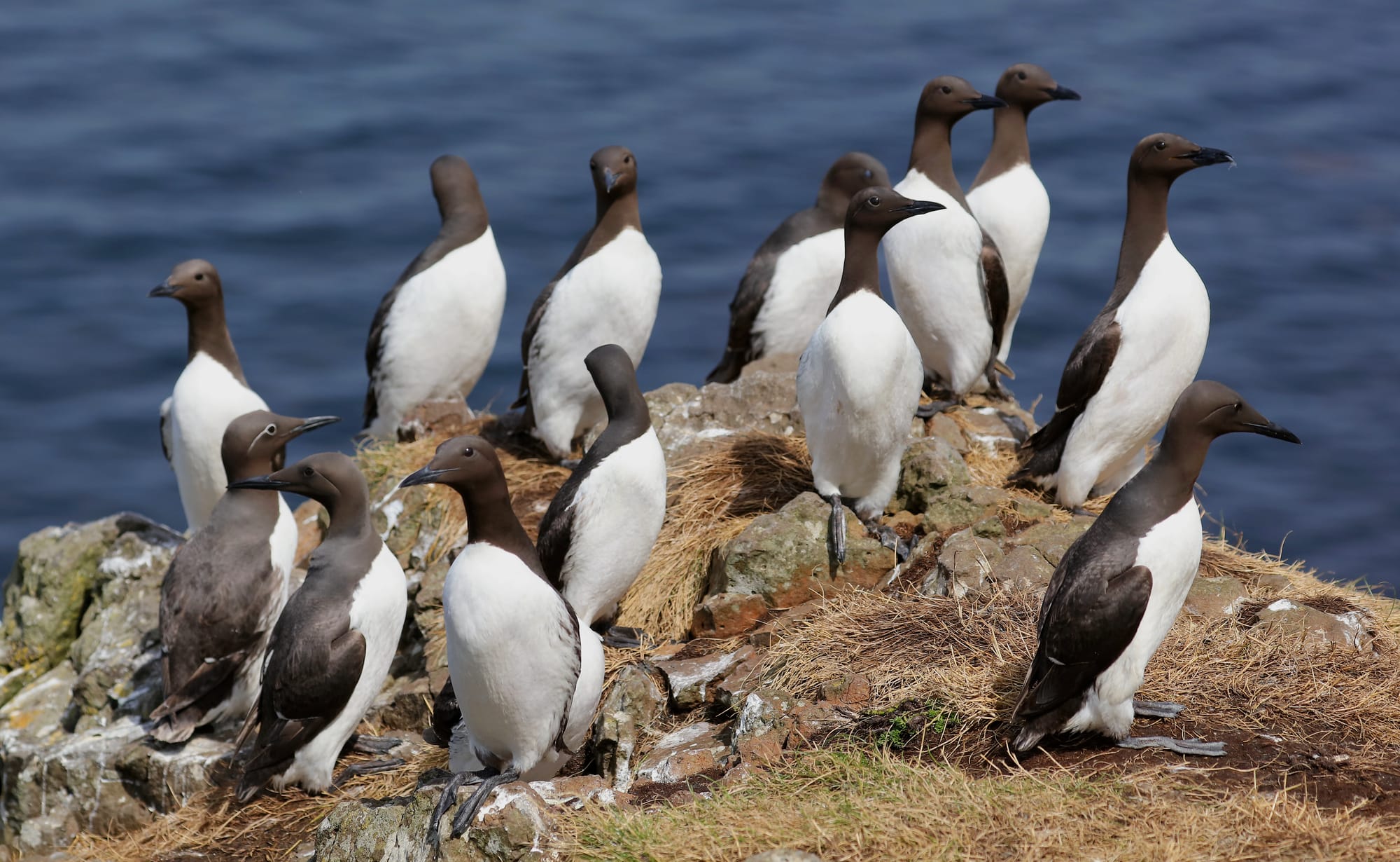 Common Guillemot - Treshnish Isles - Lunga - Scotland