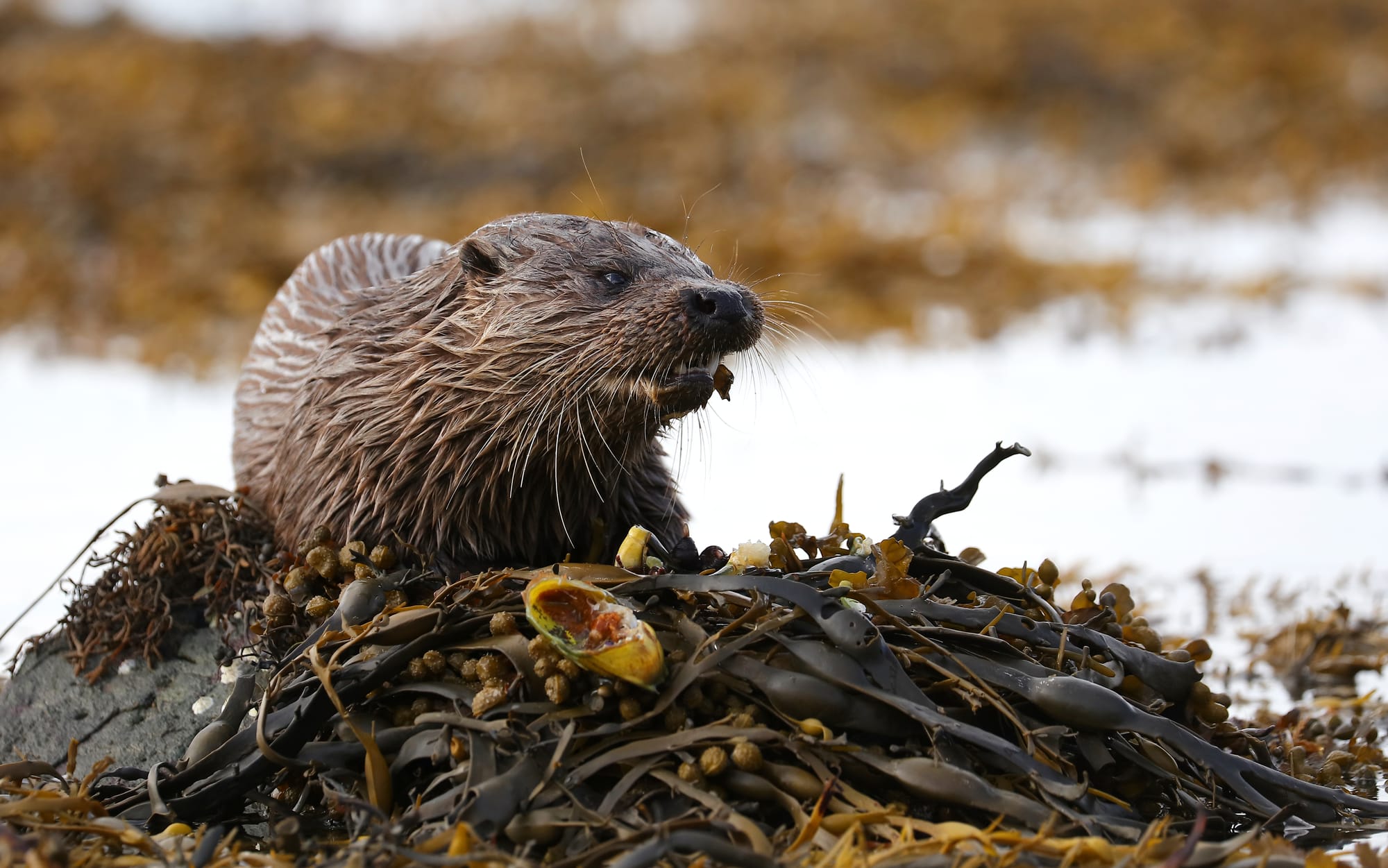 Eurasian Otter - Loch Scridain - Isle of Mull - Scotland