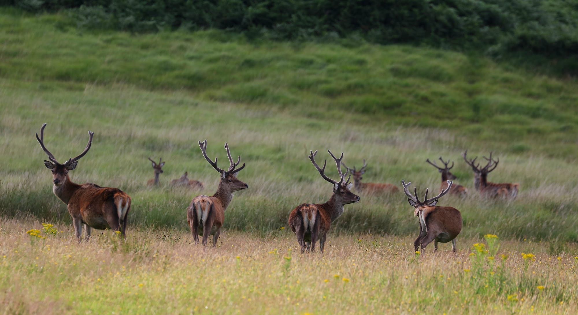 Red Deer - Invercharnan - Scotland