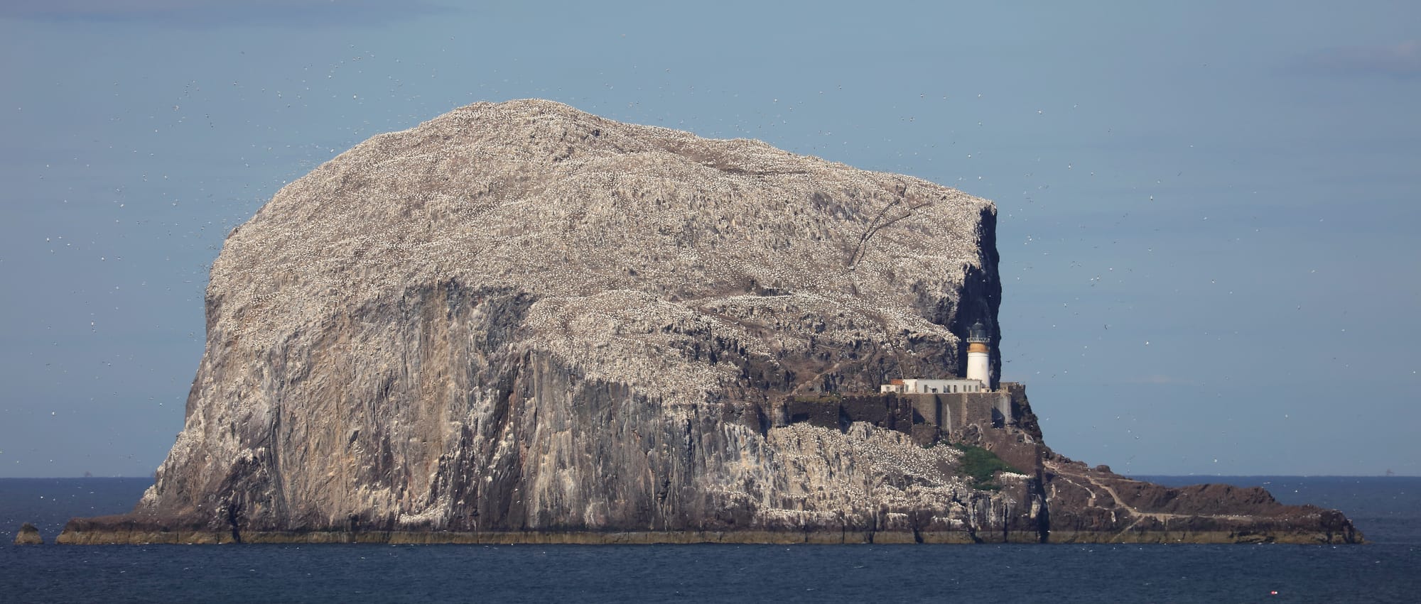 Bass Rock Lighthouse - Northern Gannet Colony - North Berwick - Scotland