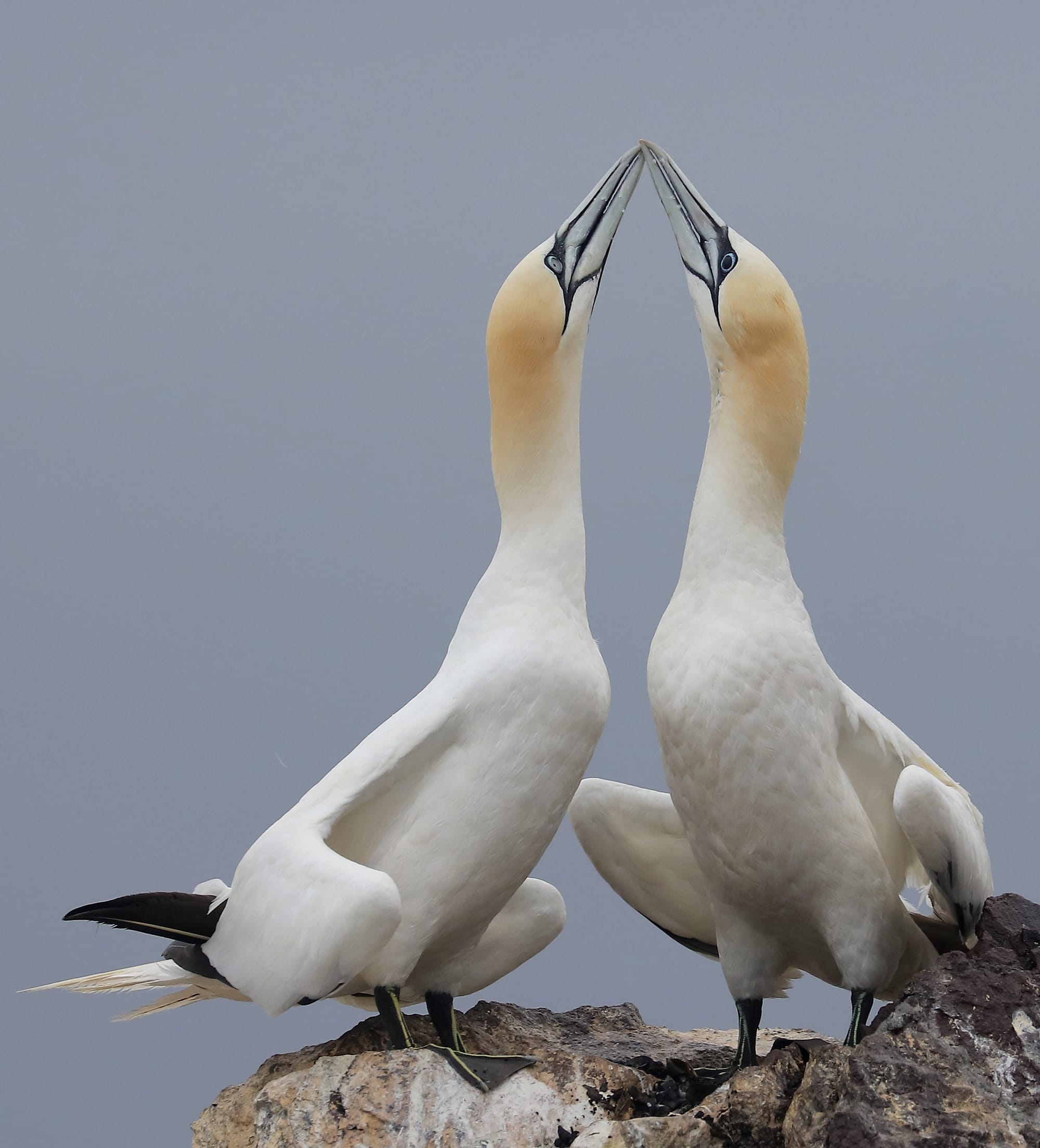 Northern Gannet - Bass Rock - North Berwick - Scotland