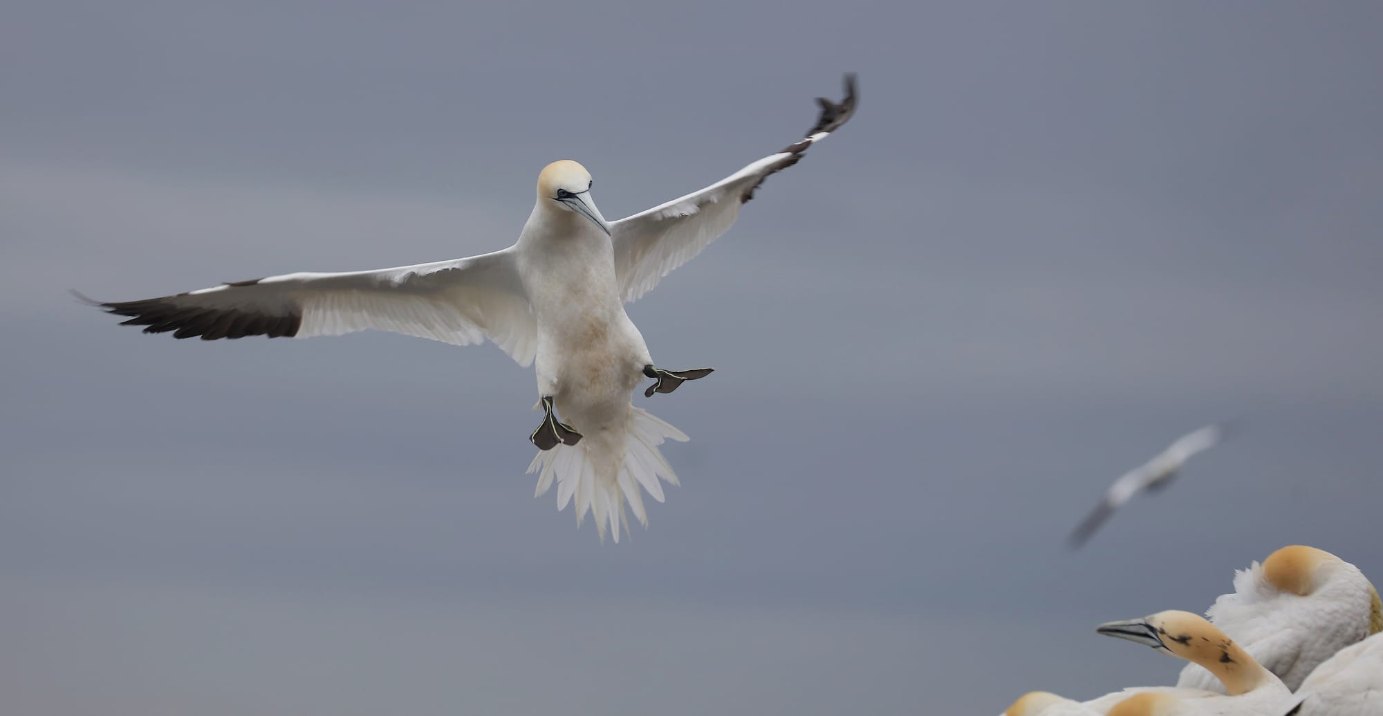 Northern Gannet - Bass Rock - North Berwick - Scotland