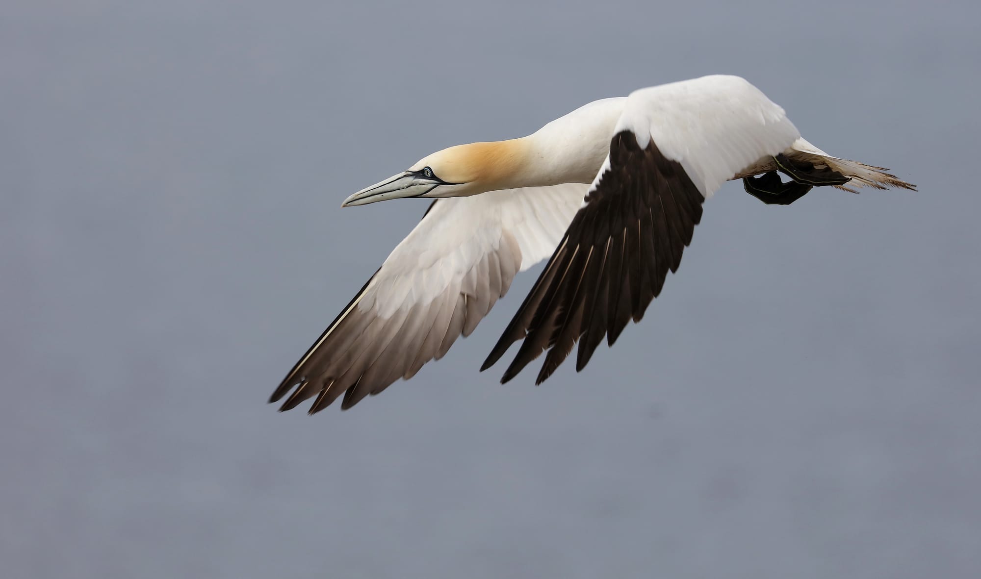 Northern Gannet - Bass Rock - North Berwick - Scotland