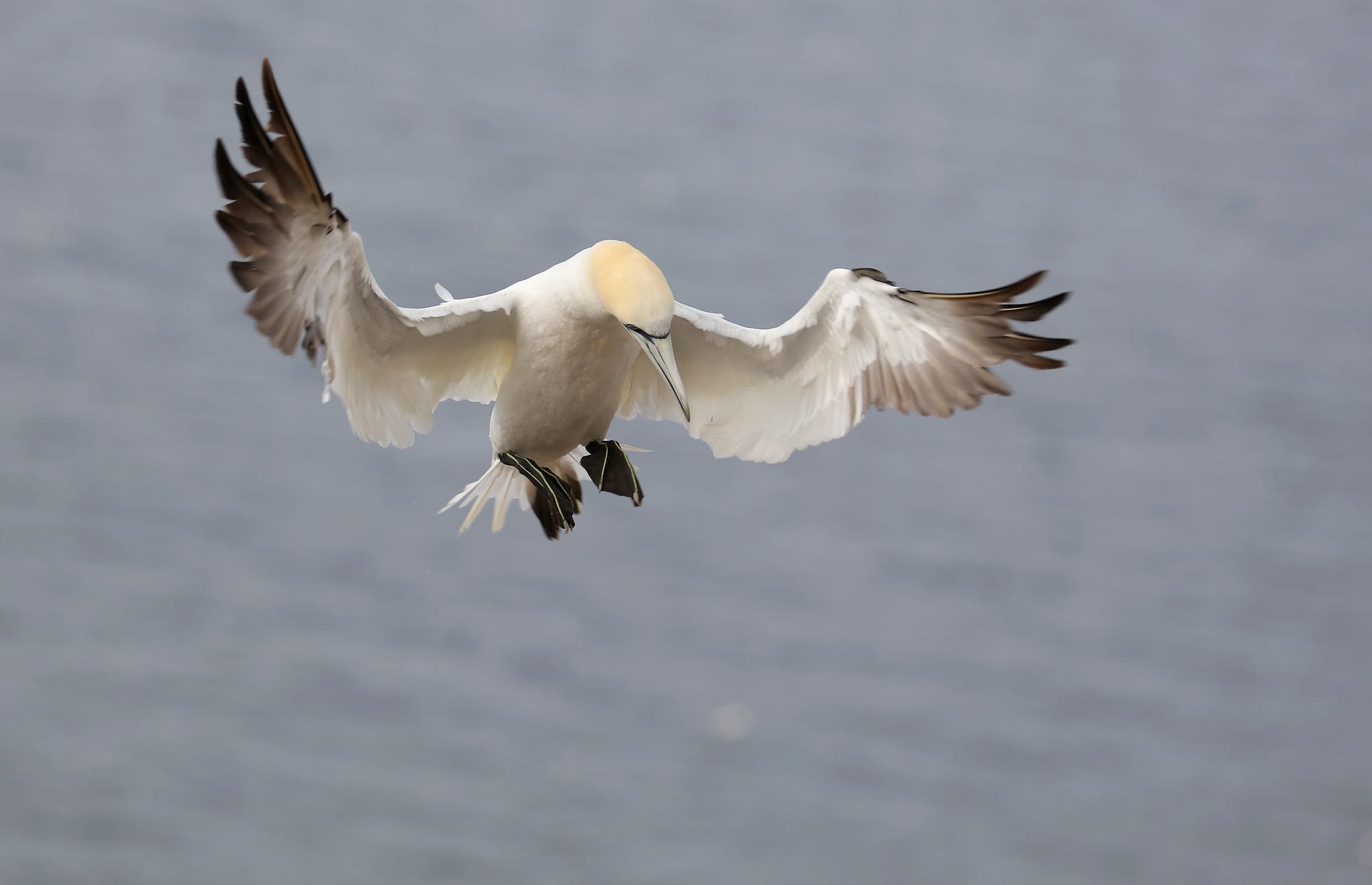 Northern Gannet - Bass Rock - North Berwick - Scotland