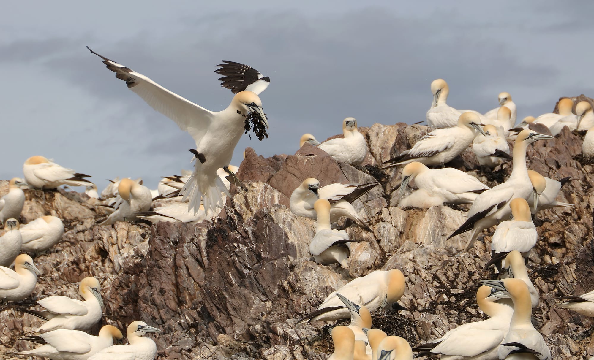 Northern Gannet - Bass Rock - North Berwick - Scotland