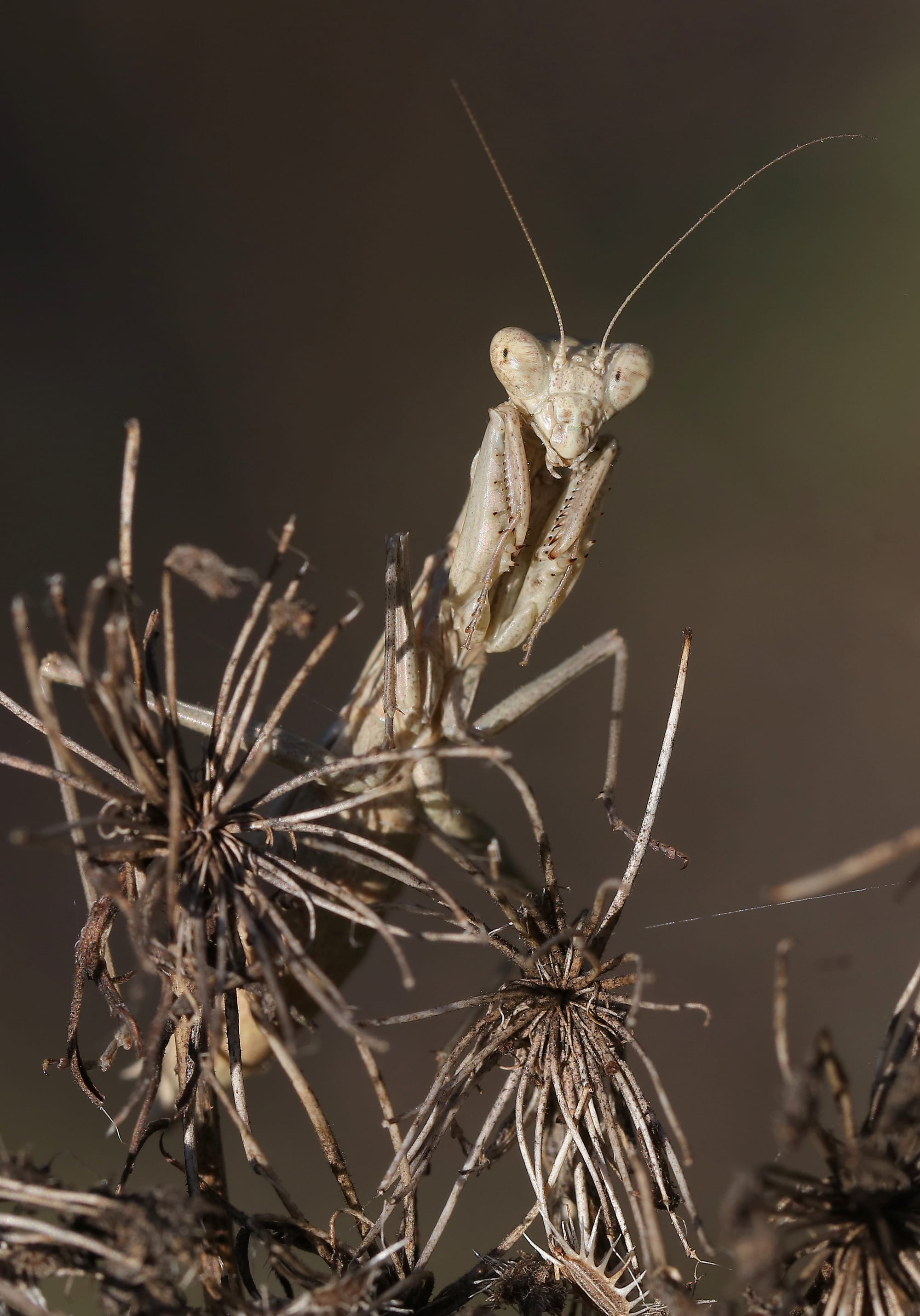 European Mantis - Pelješac - Croatia