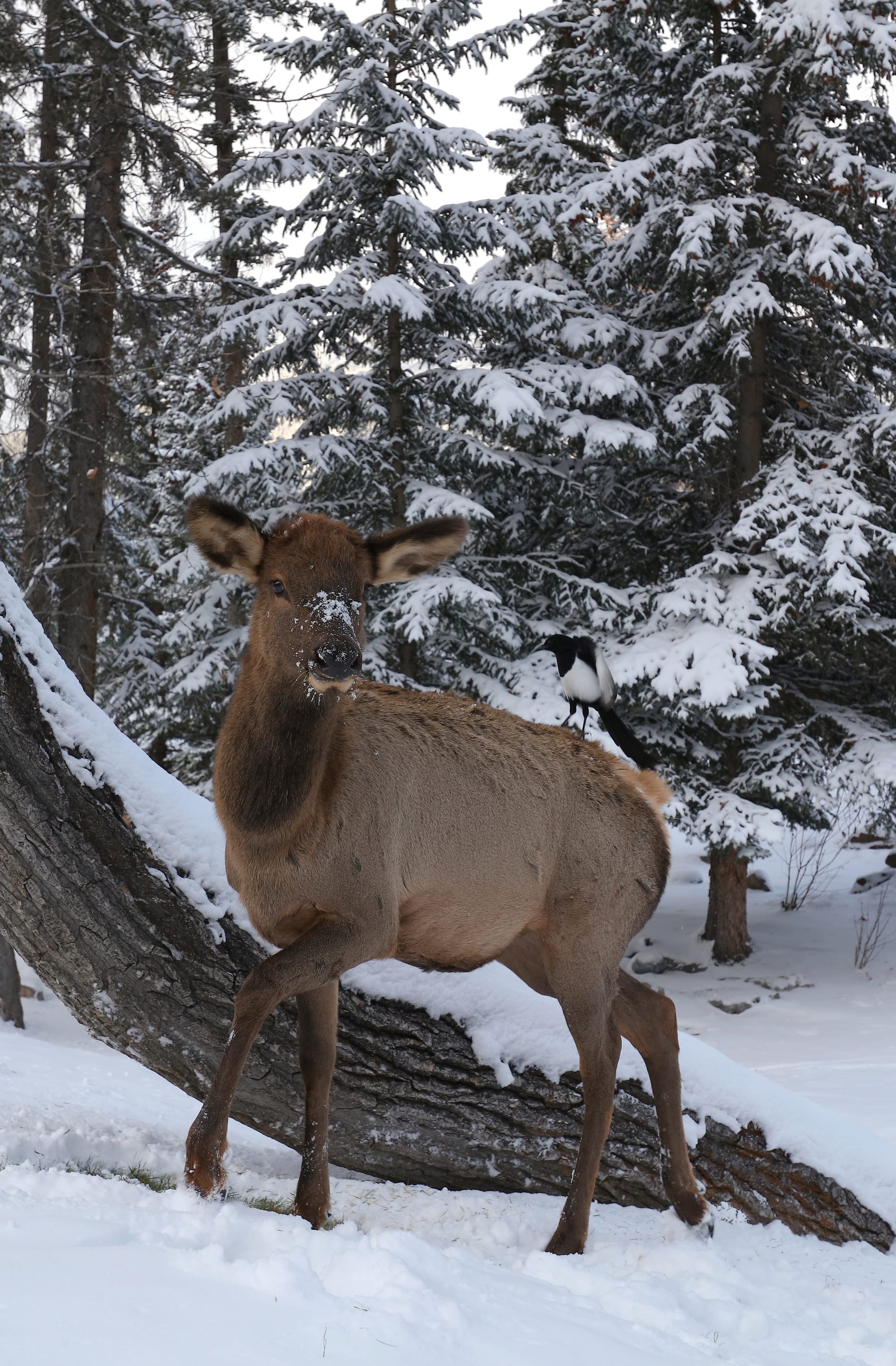 Wapiti - Banff - Banff National Park - Alberta