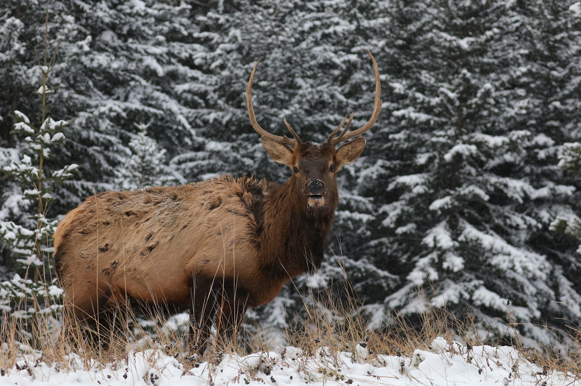 Wapiti - Lake Minnewanka Scenic Drive - Banff National Park - Alberta