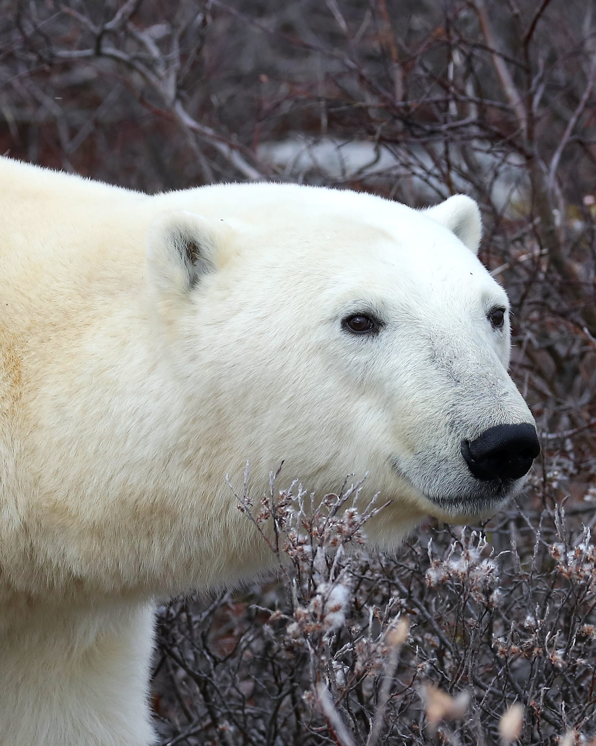 Polar Bear - Churchill - Manitoba