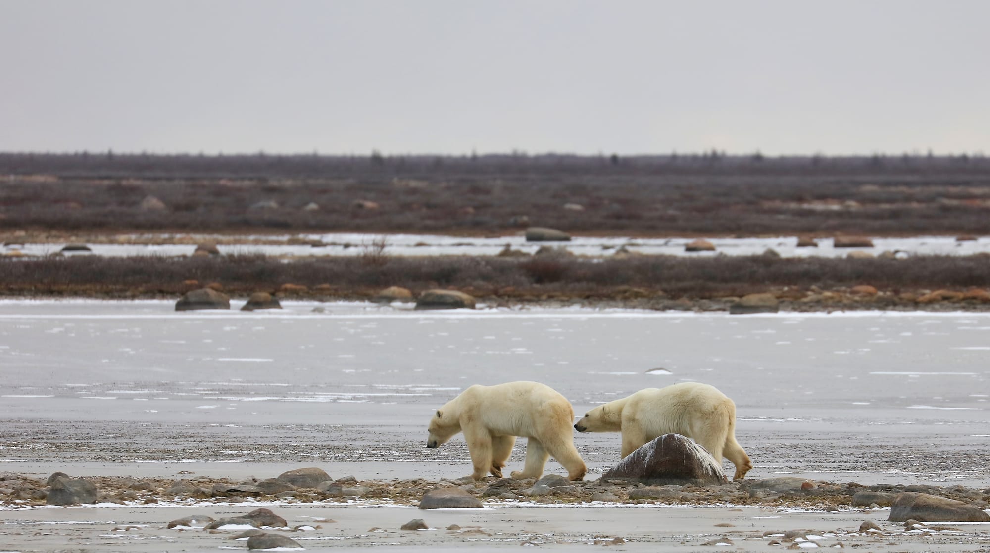 Polar Bears - Churchill - Manitoba