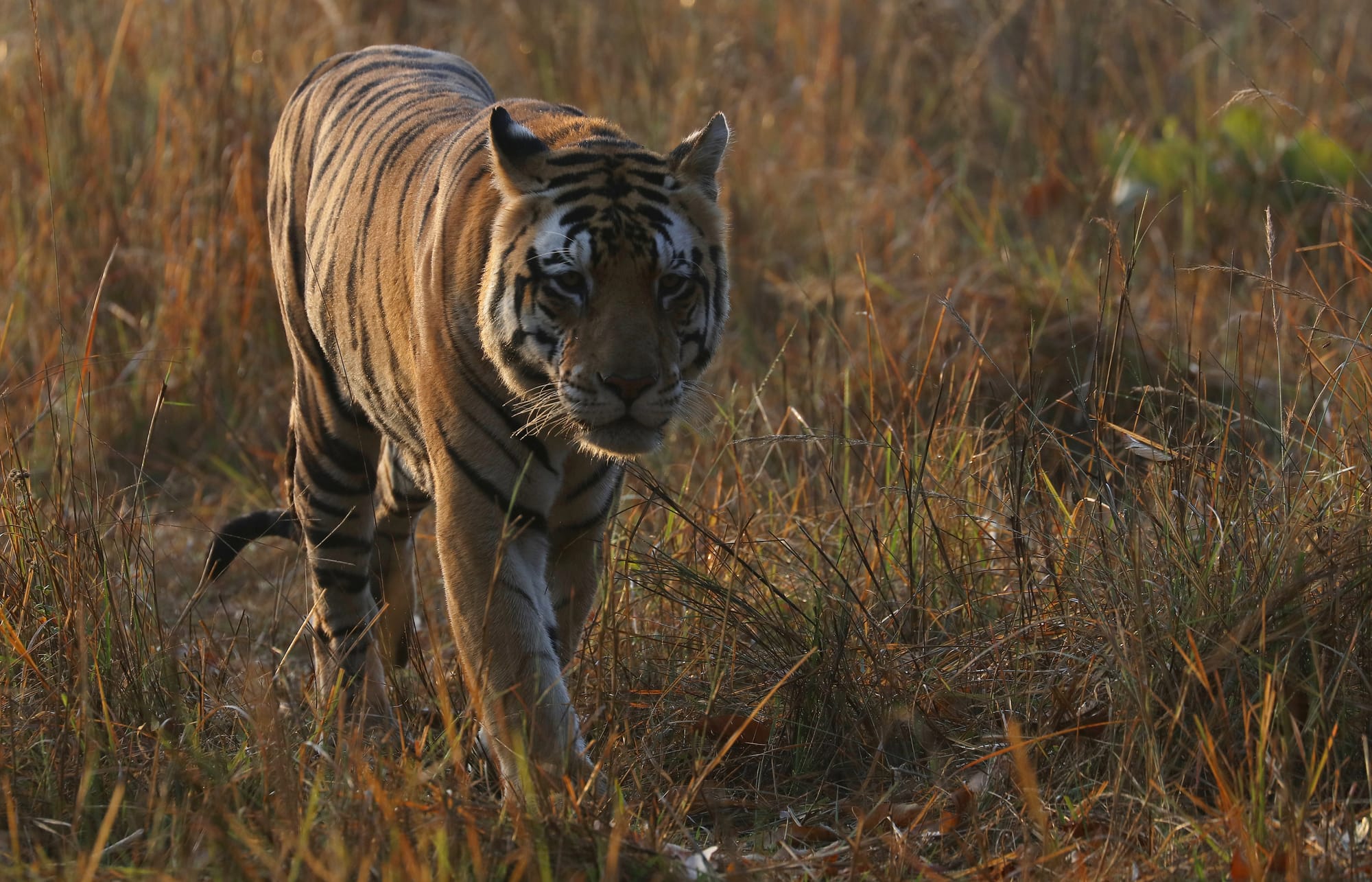 Male Bengal Tiger - Kanha National Park - Kanha Zone