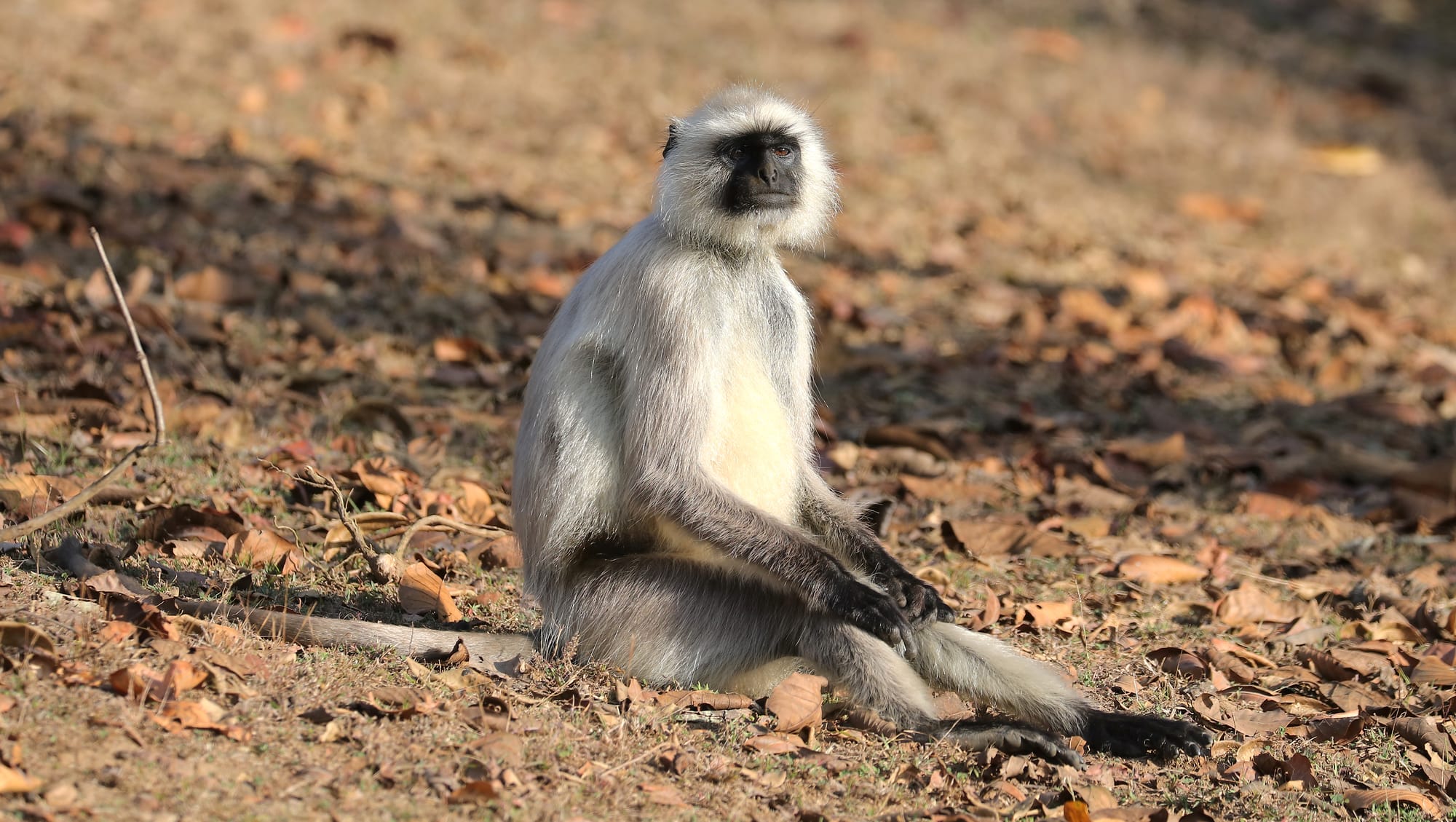 Bengalischer Hanuman-Langur - Kanha Nationalpark - Kanha Zone