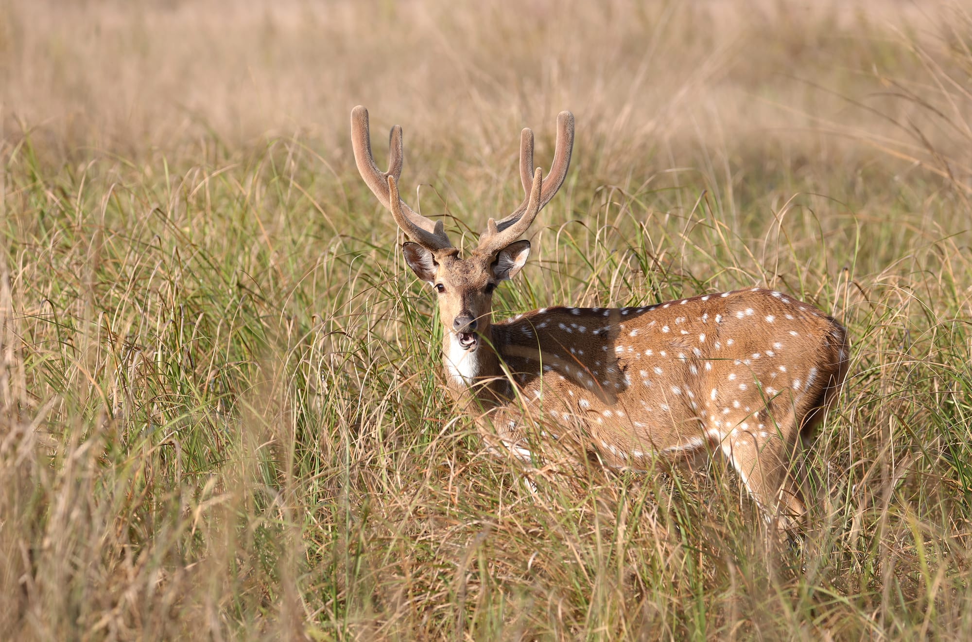 Axishirsch - Kanha National Park - Kanha Zone