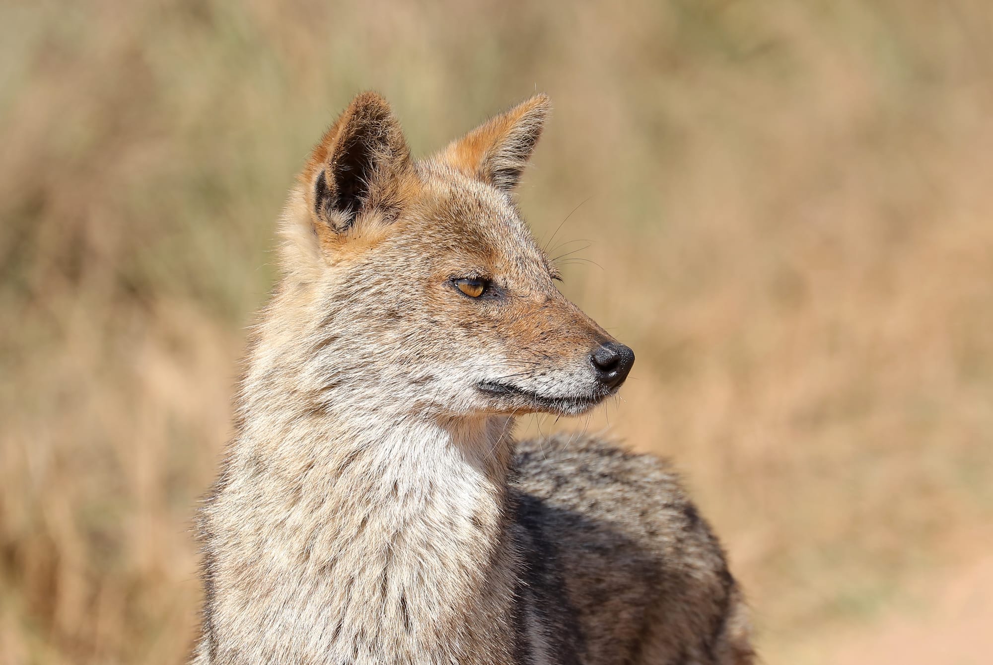 Golden Jackal - Kanha National Park - Kanha Zone