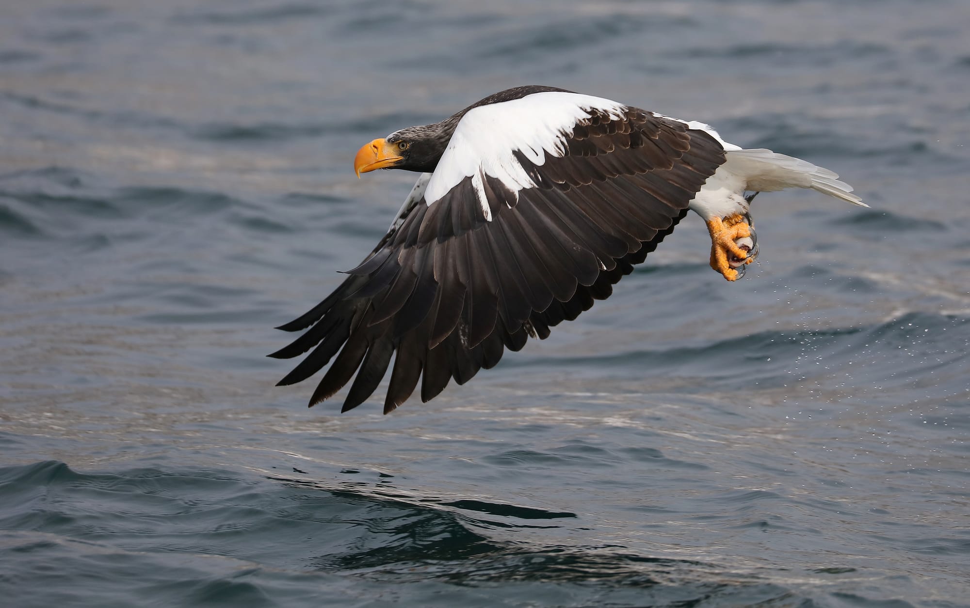Steller's Sea Eagle - Rausu - Shiretoko Peninsula