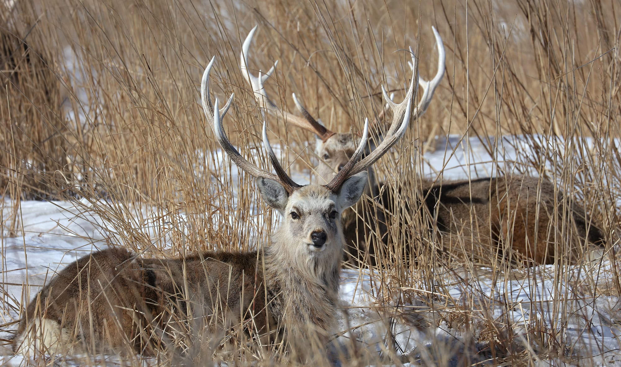 Sika Deer - Notsuke Peninsula