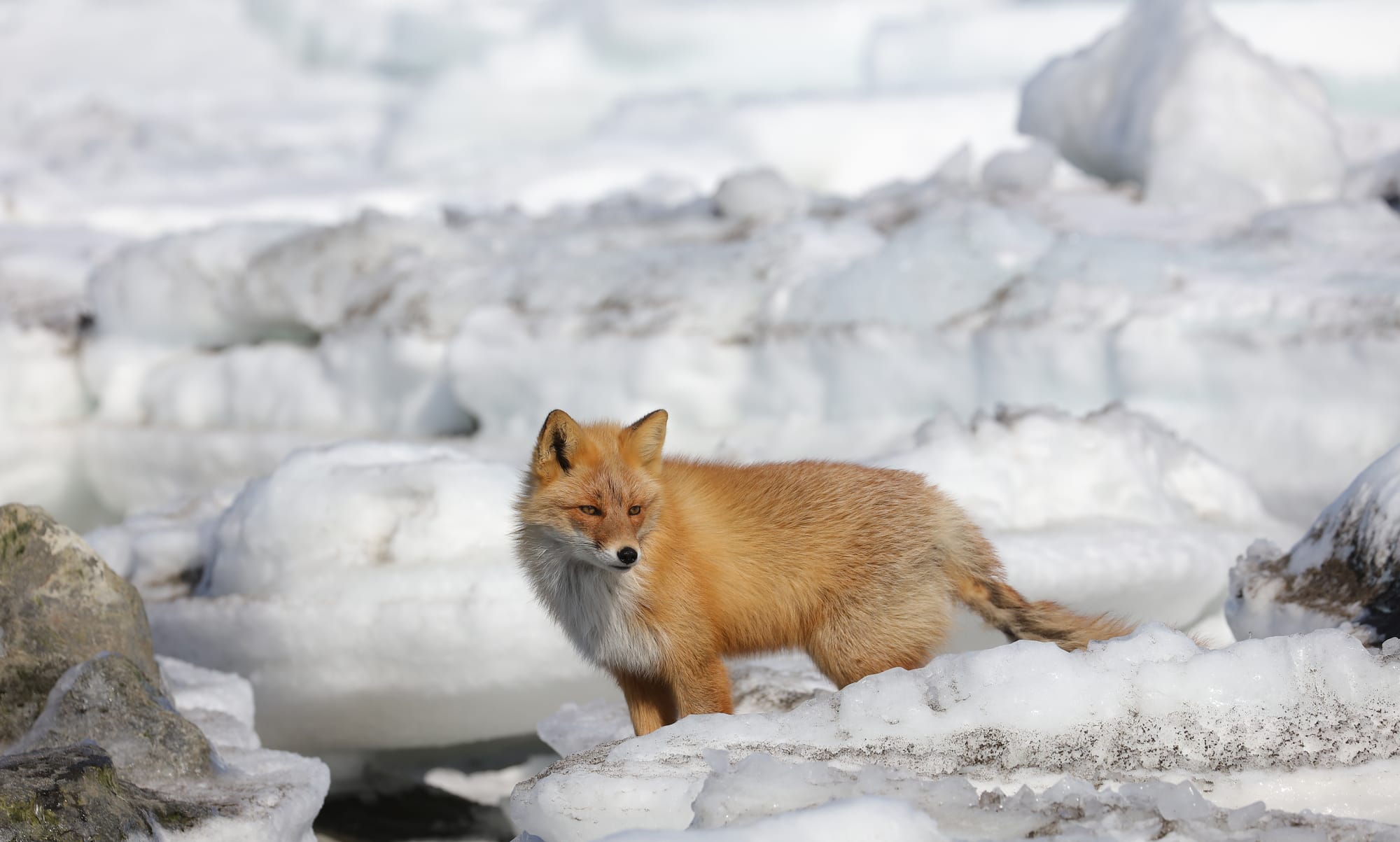 Ezo Red Fox - Notsuke Peninsula