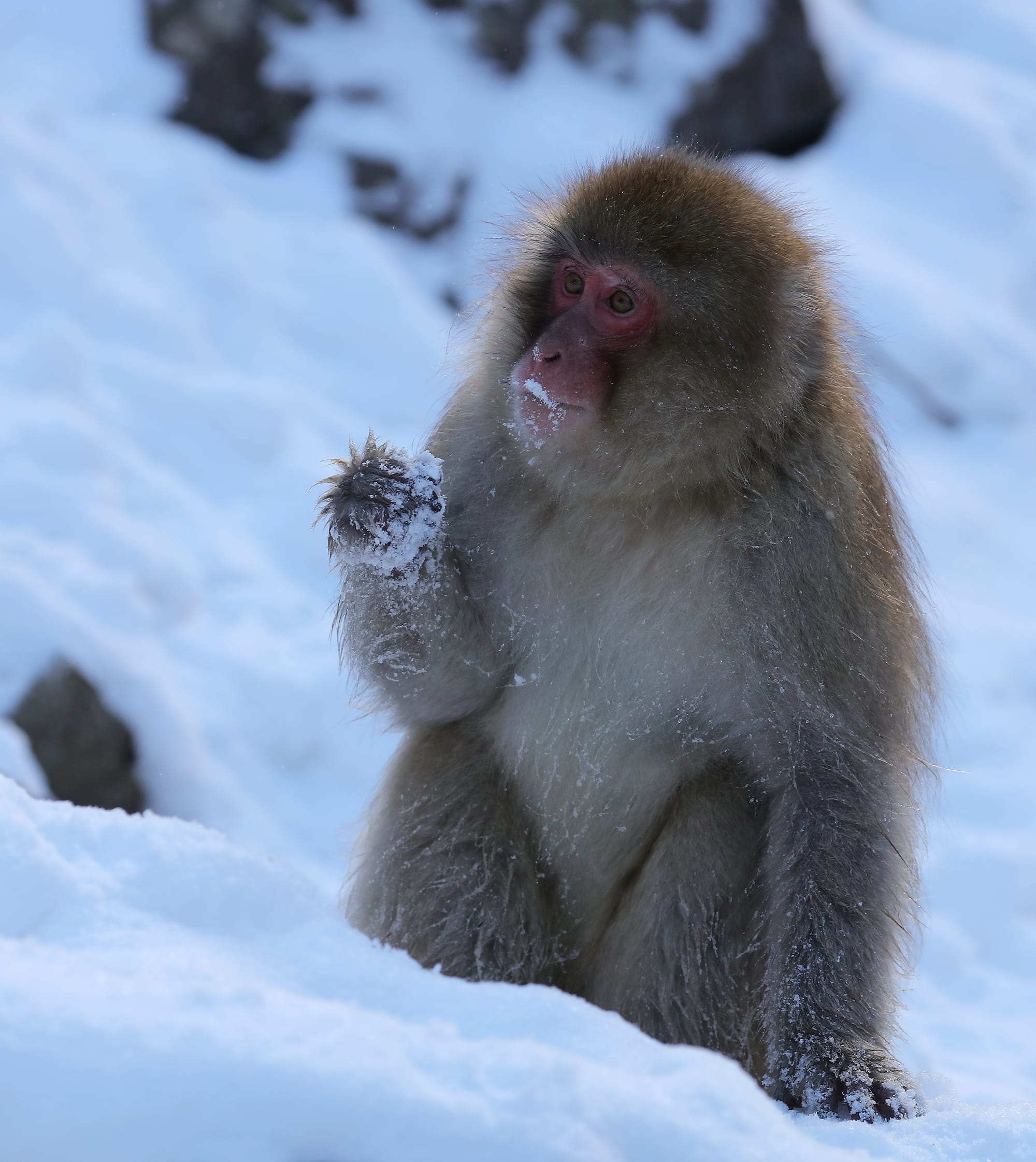 Japanese Macaque - Snow Monkey Park - Nagano