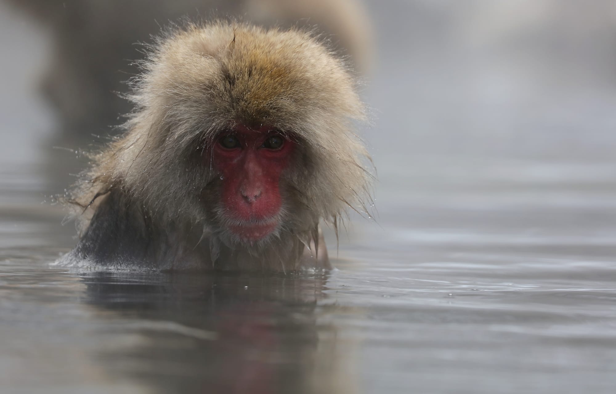 Japanese Macaque - Snow Monkey Park - Nagano