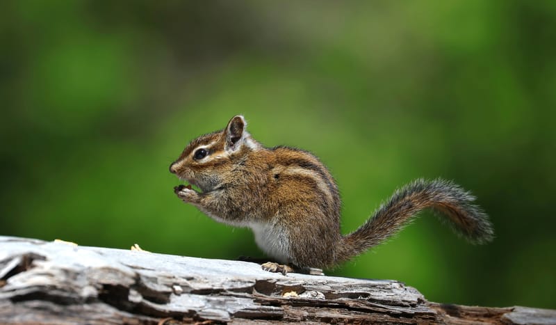 Townsend's Chipmunk - Lost Lake - Mount Hood National Forest - Earth's ...