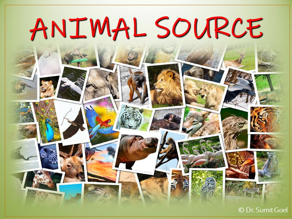 Animal Source