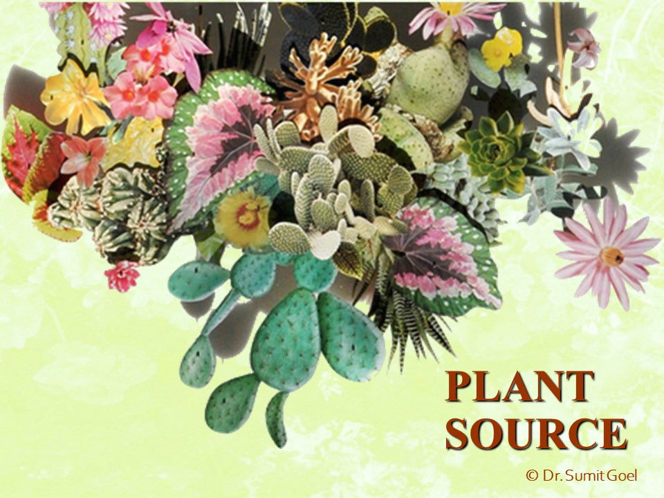 Plant Source