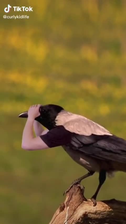 birds with hands