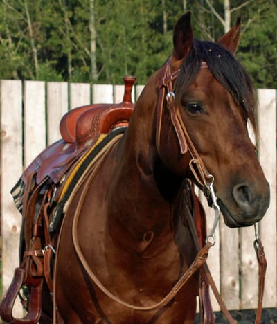 Stallion image