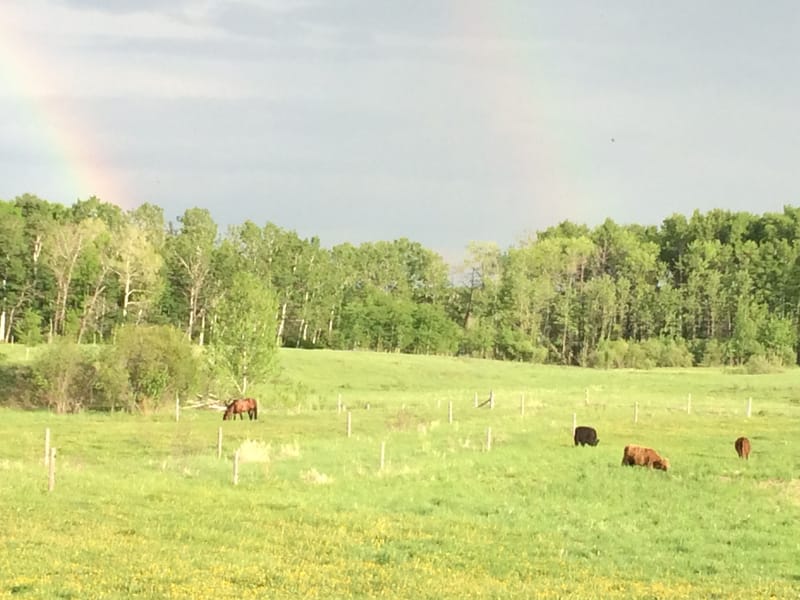 Side of Beef - Red Spring Ranch