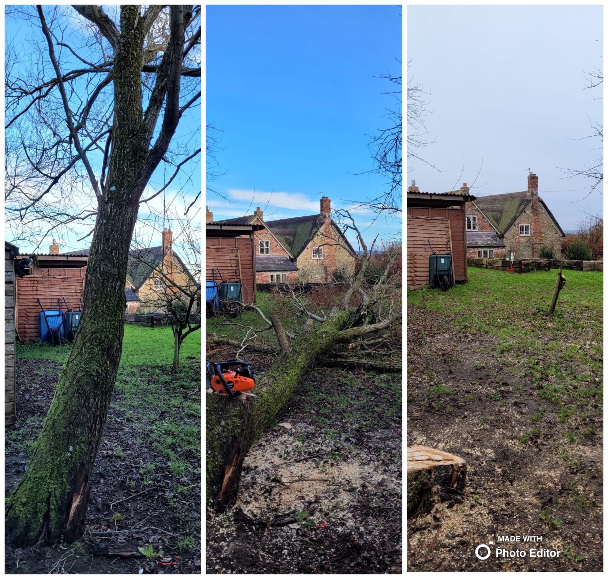 Tree Removal
