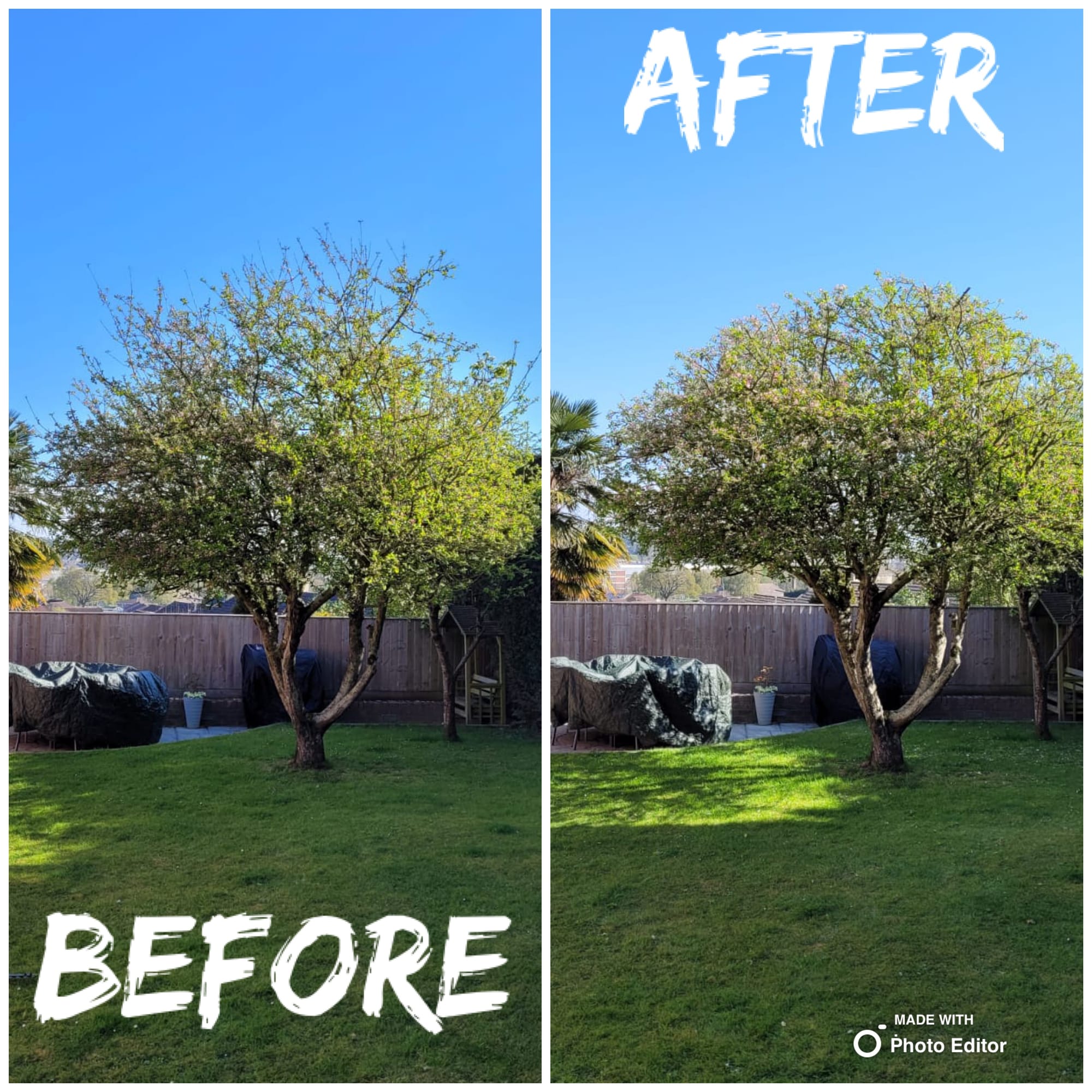 Tree trimming