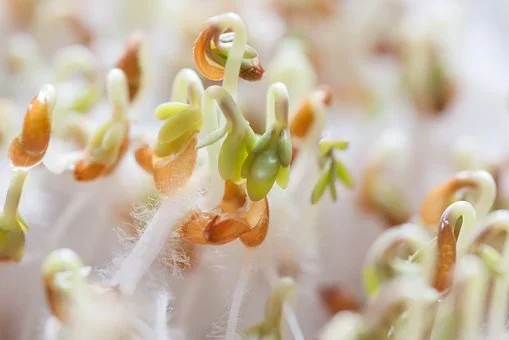 A  cotton wool garden