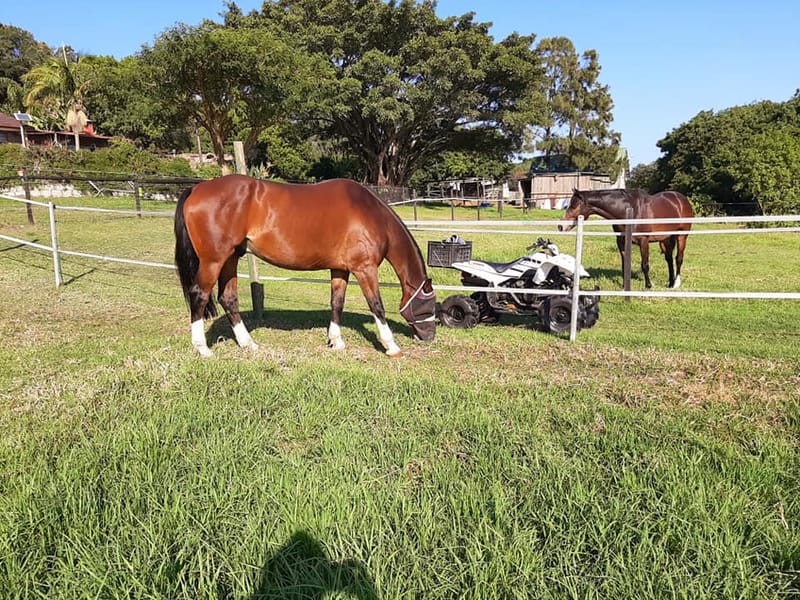 Full Livery for Competition Horses